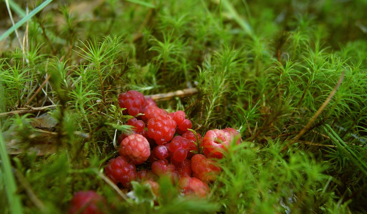 Foraging for sloes and making sloe gin